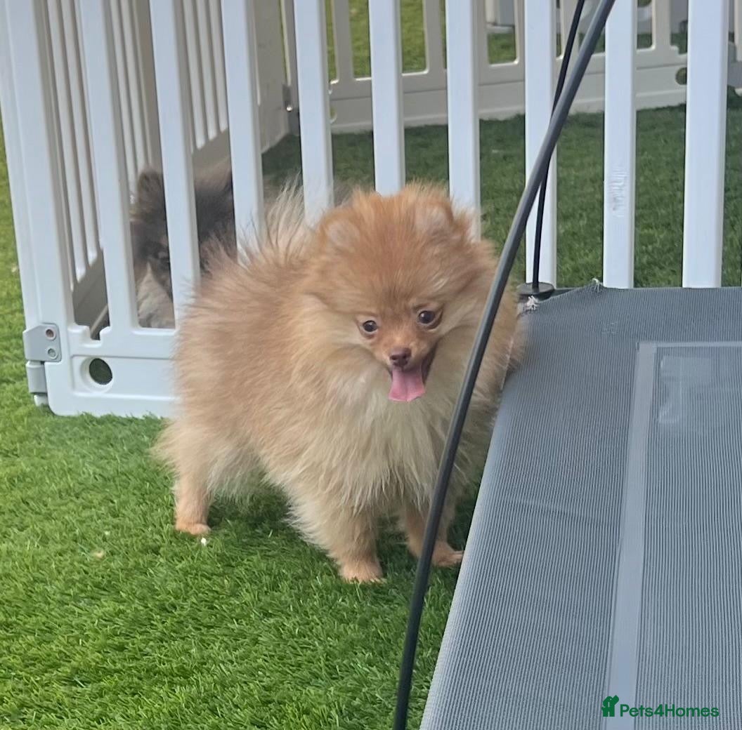 Pomeranian dogs Reduced and ready to go x - Advert 10