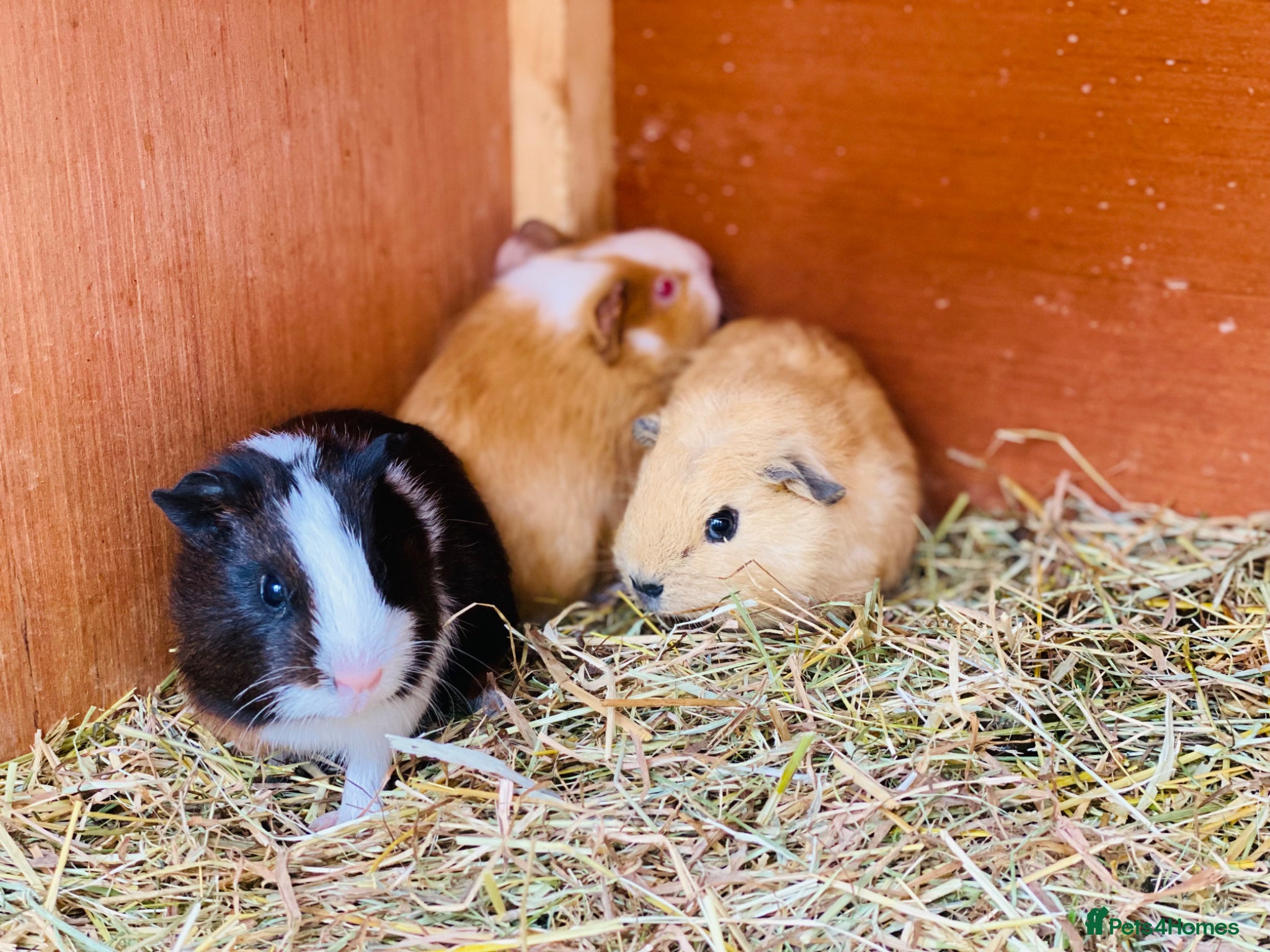 Guinea Pig rodents Very pretty young baby boy Guineapigs available  - Advert 22