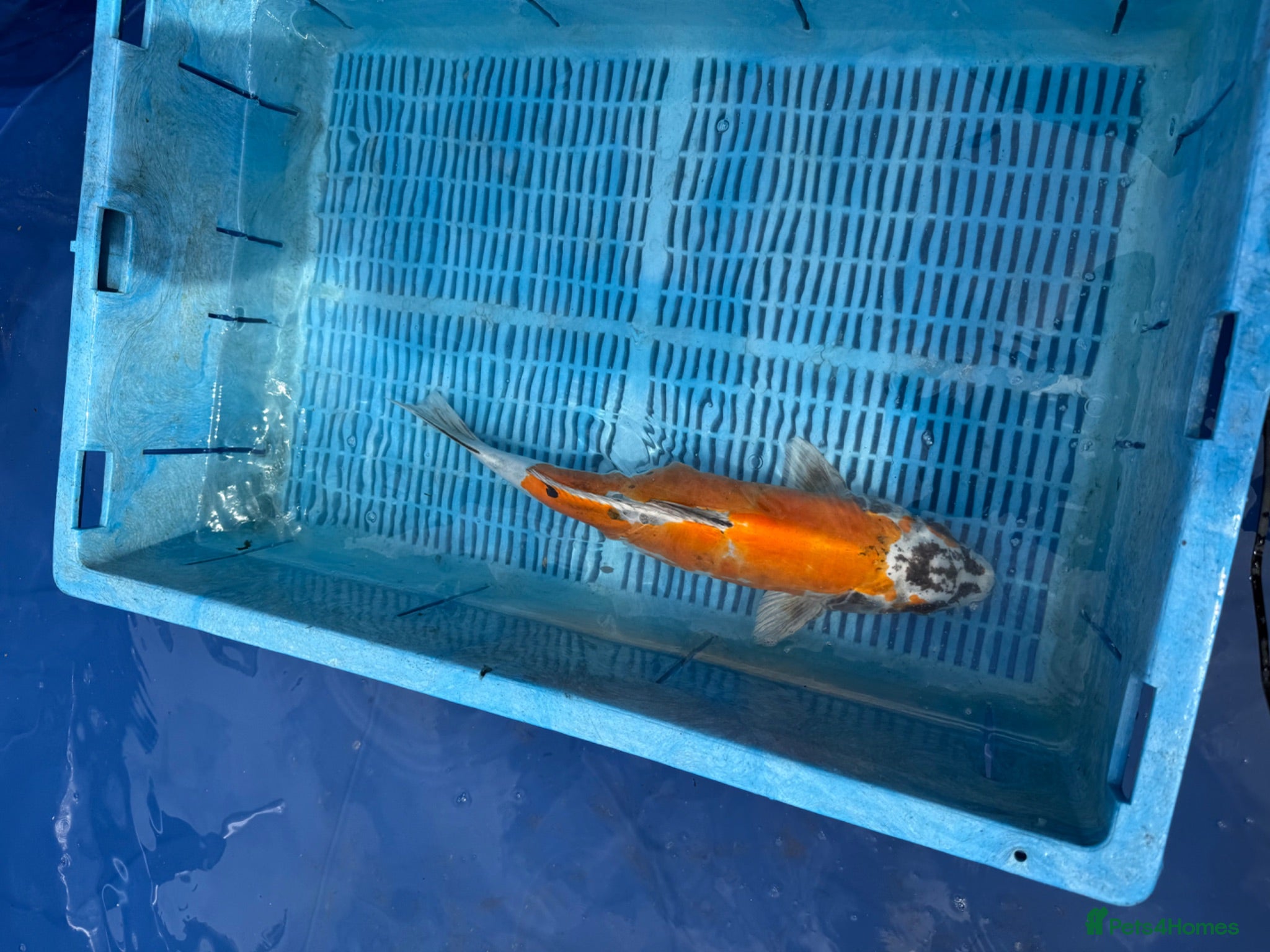 Koi Carp fish Koi carp - Advert 1