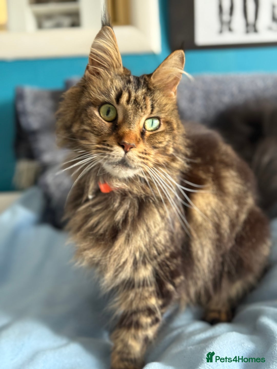 Maine Coon cats for sale: GCCF DNA Tested Male Maine Coon Kitten - Image 4