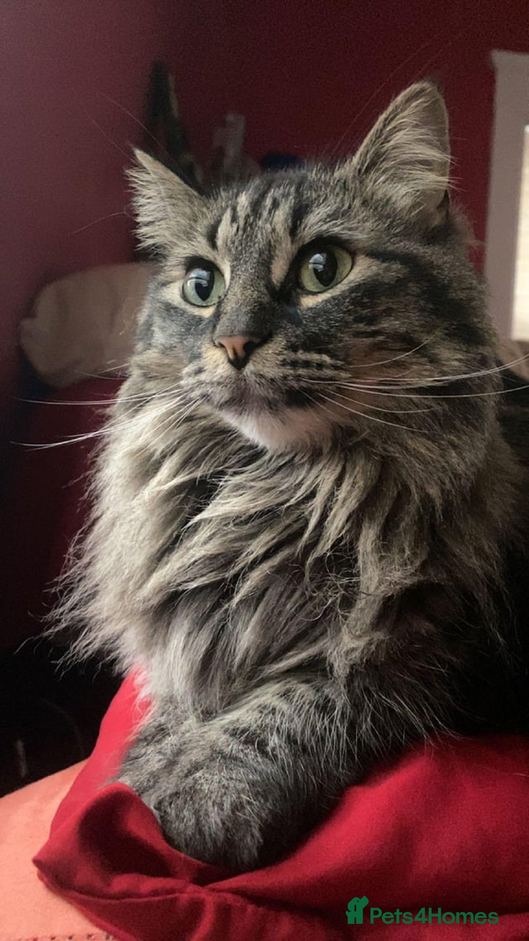 Mixed Breed cats for sale: Beautiful kitten  - Image 4