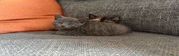 Mixed Breed cats for sale: Male Bengal x Tortoiseshell Kitten  - Advert 5
