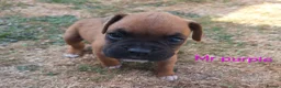 Boxer dogs for sale: Boxer puppies kc registered 5 star council licence - Advert 6