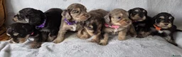 Cockapoo dogs for sale: Miniature cockapoo puppies chocolate an tan Merle  - Advert 11