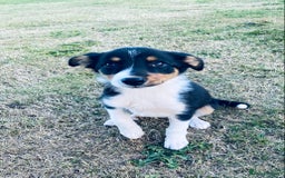 Border Collie dogs for sale: Collie puppies - Image 10
