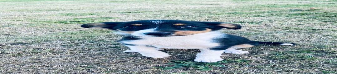 Border Collie Puppy 3