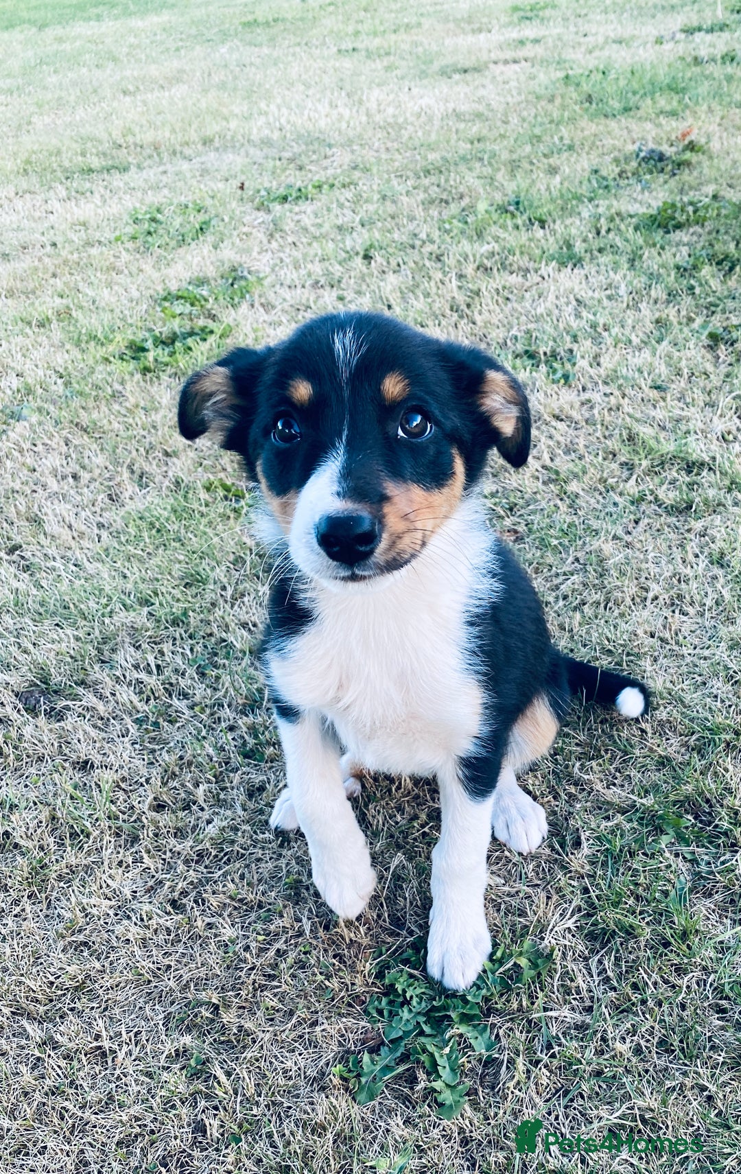 Border Collie dogs for sale: Collie puppies - Image 10