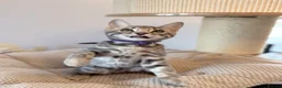 Bengal cats for sale: Exceptional Bengal Kittens Ready Now  - Advert 12