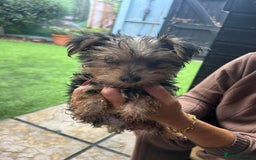 Yorkshire Terrier dogs for sale: Yorkshire terriers 1 boy 3 girls - Image 19
