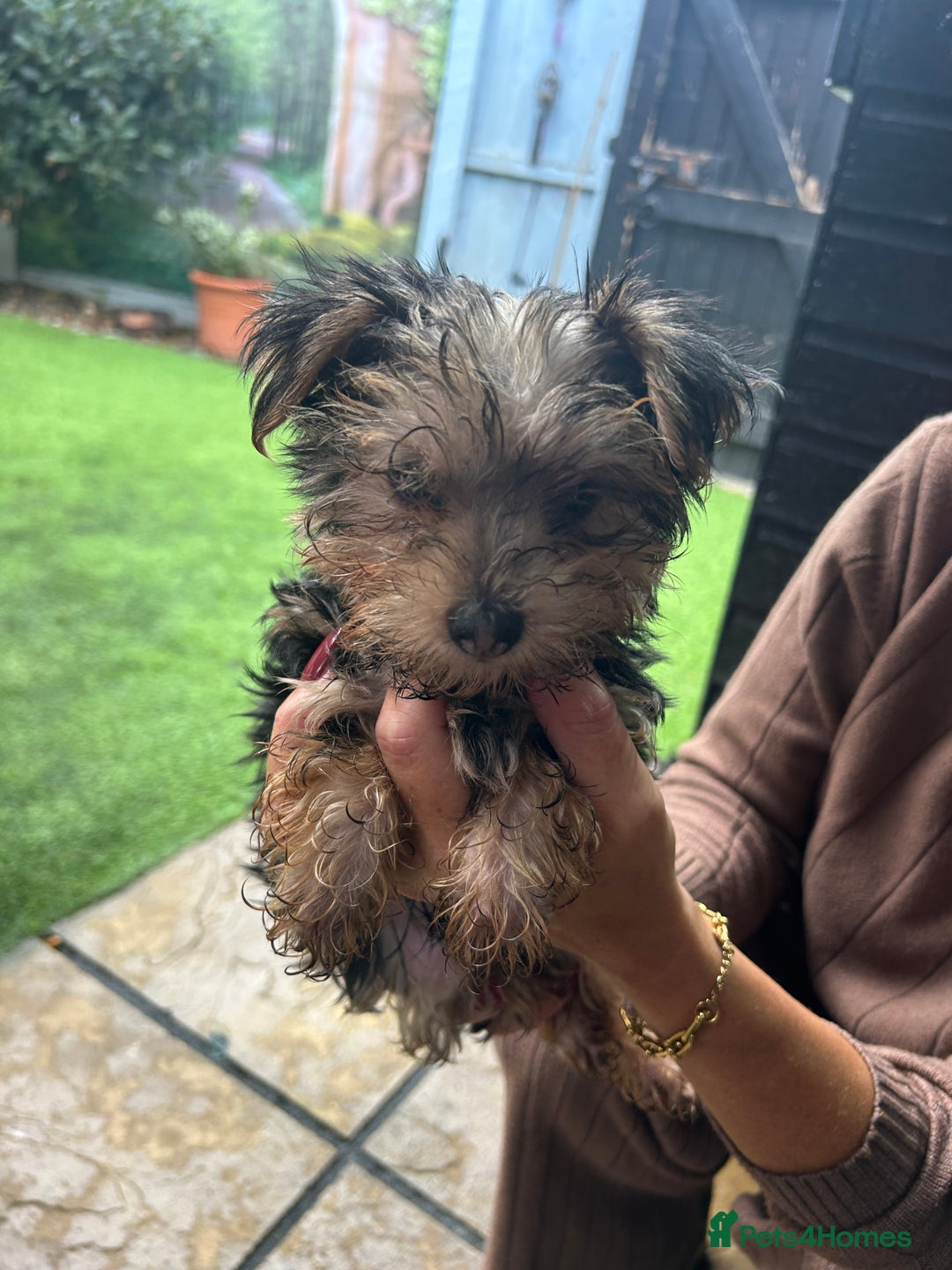 Yorkshire Terrier dogs for sale: Yorkshire terriers 1 boy 3 girls - Image 19