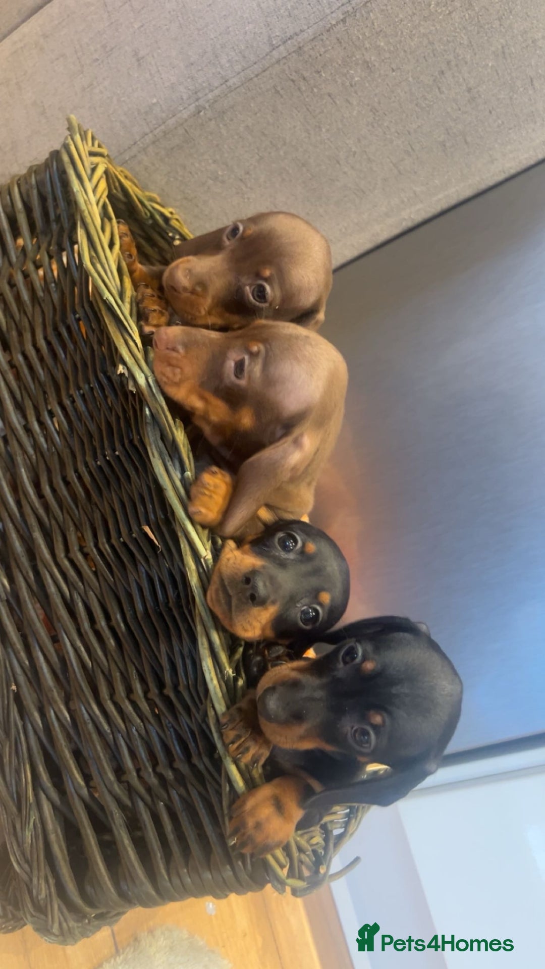 Miniature Dachshund dogs for sale: Minatures dachounds - Advert 8