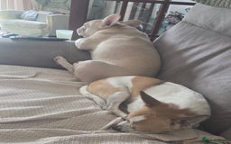 French Bulldog dogs for sale: Dave  - Image 5