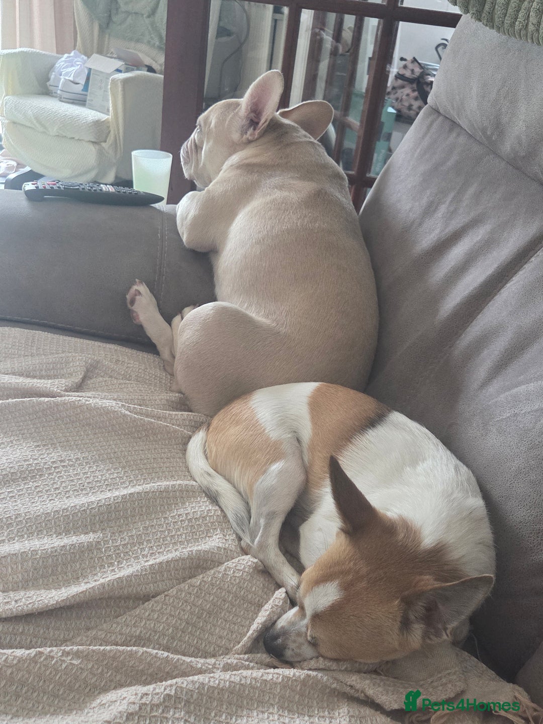 French Bulldog dogs for sale: Dave  - Image 5