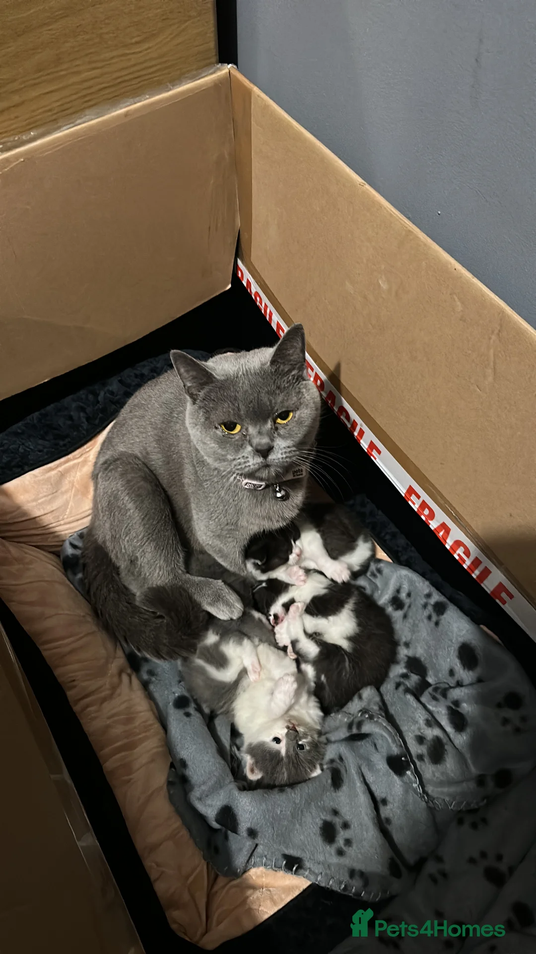 British Shorthair cats for sale: British short hair kitten  - Advert 21