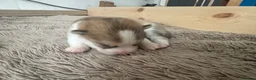 Pomsky dogs for sale: Rare Pomsky pups - Gorgeous miniature Husky’s in Whitley Bay - Advert 16
