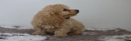 Cavapoo dogs for sale: Cavapoo Puppies  - Advert 18