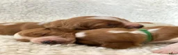 Welsh Springer Spaniel dogs for sale: KC Reg Welsh Springer Spaniels Fully Health Tested - Advert 7