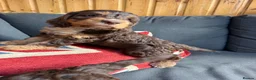 Cockapoo dogs for sale: Italian Cockerpoos - Advert 3