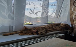 Bengal cats for sale: ❤️ PURE BENGAL KITTENS FOR RESERVATION! ❤️ in Birmingham - Image 31