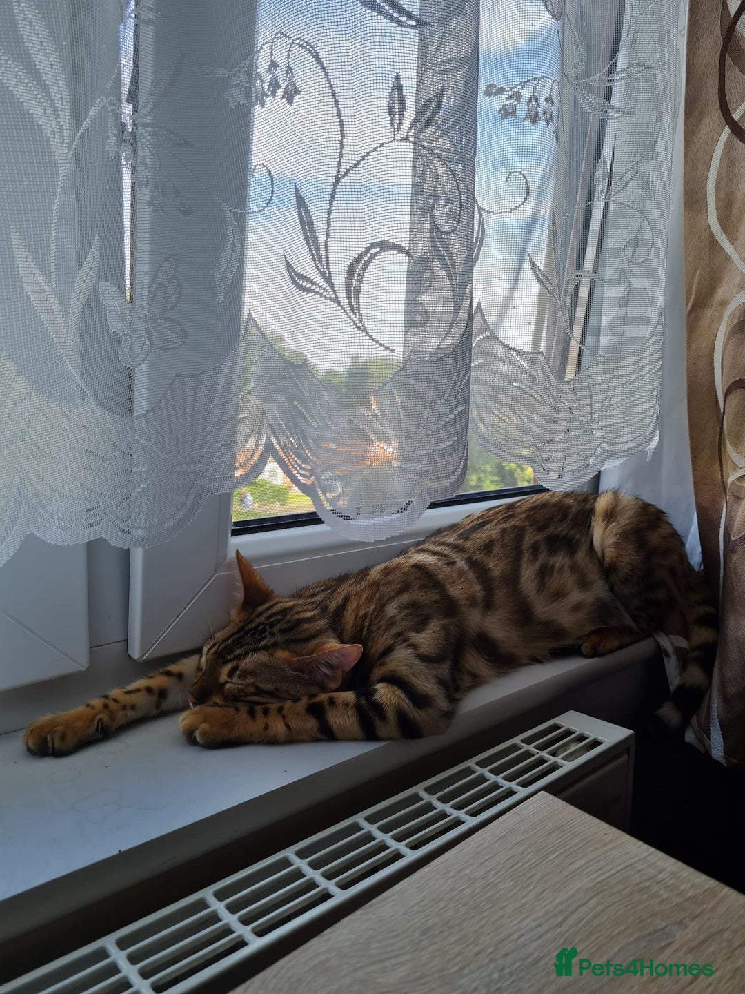 Bengal cats for sale: ❤️ PURE BENGAL KITTENS FOR RESERVATION! ❤️ in Birmingham - Image 31