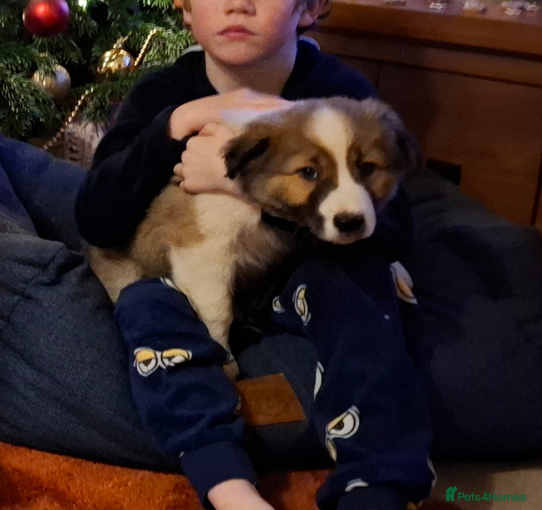 Border Collie dogs for sale: Rare sable and white pure Border Collie puppies. - Advert 33