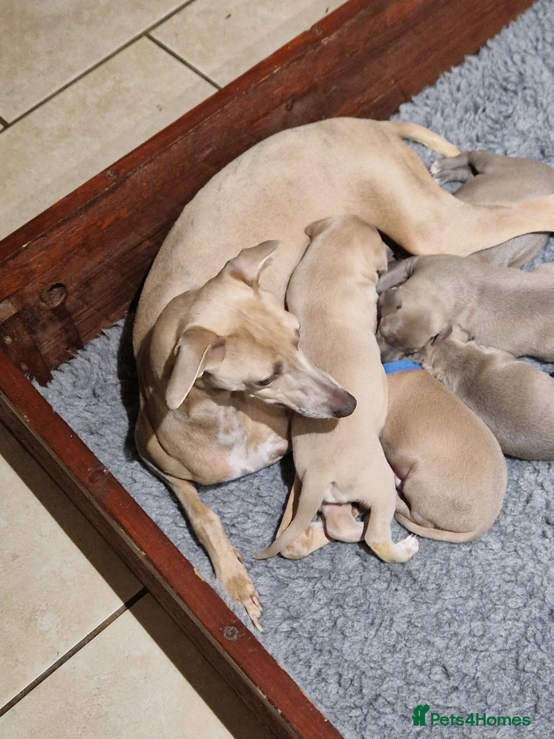 Mixed Breed dogs for sale: Beautiful Wiggy Litter 3/4 Italian Greynound - Advert 1