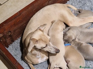 Mixed Breed dogs Beautiful Wiggy Litter 3/4 Italian Greynound - Advert 1