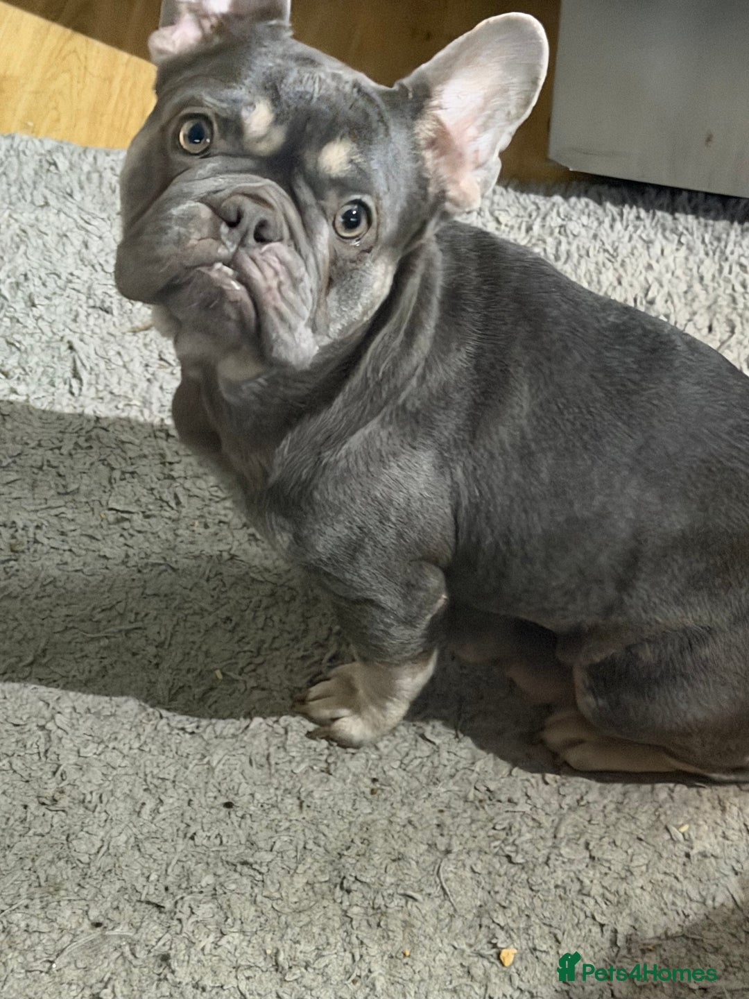French Bulldog dogs for sale: French bulldog - Advert 4