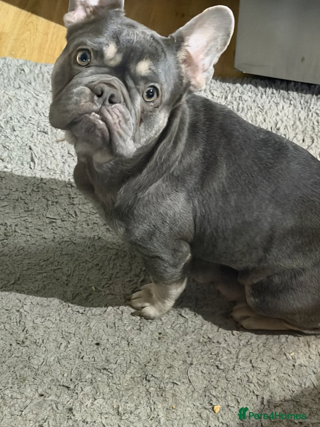French Bulldog dogs for sale: French bulldogs  - Advert 4