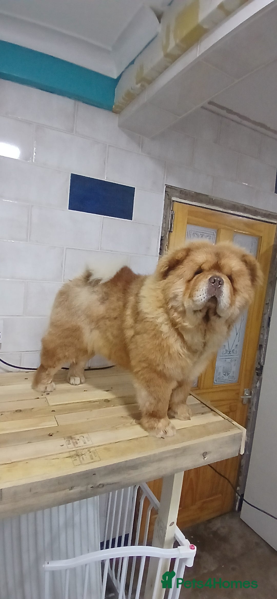 Chow Chow dogs for stud: Chow chow for stud - Advert 6