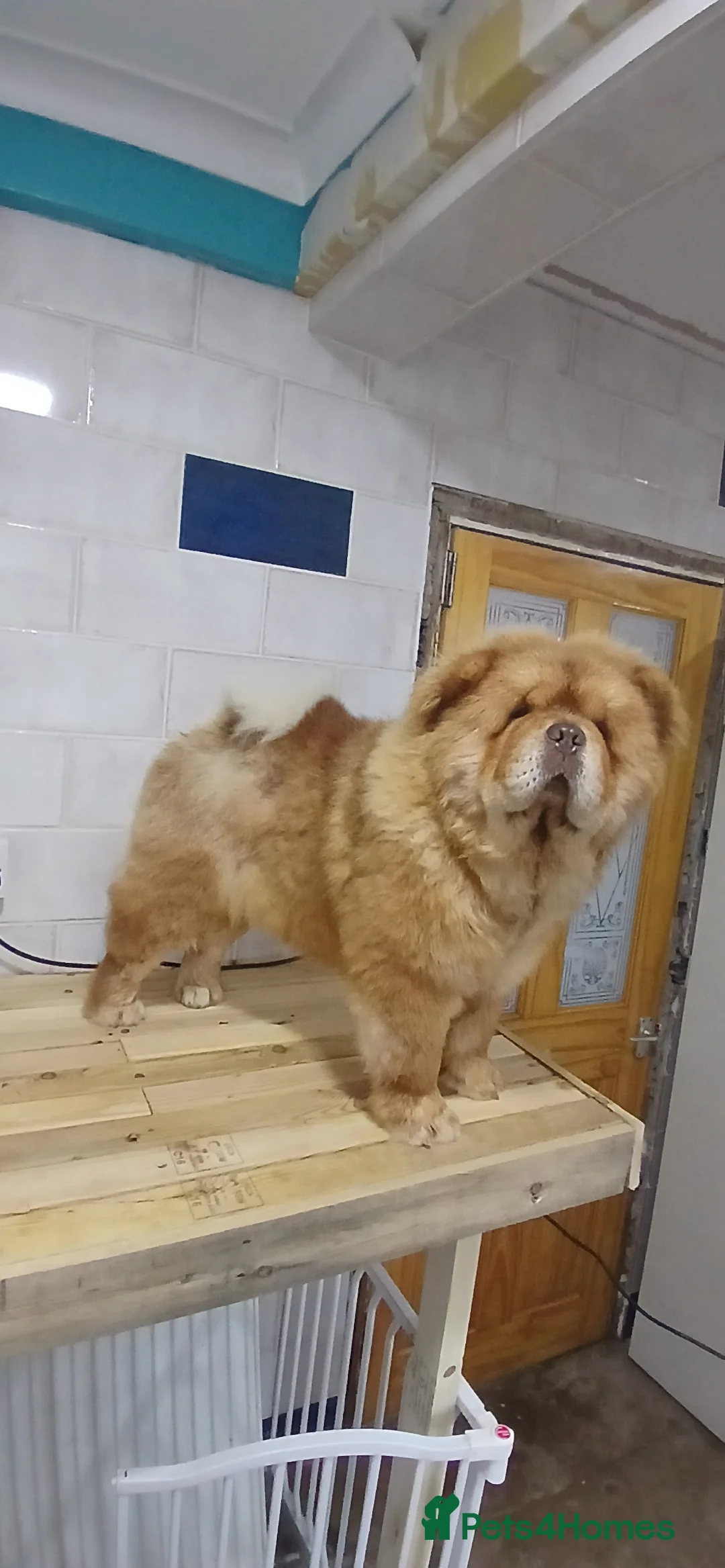 Chow Chow dogs for stud: Chow chow for stud - Advert 6