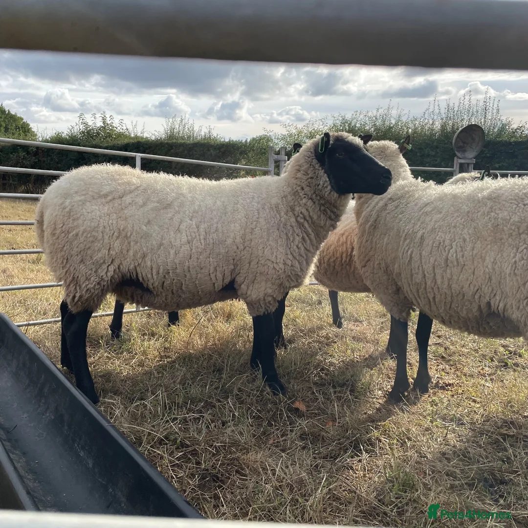 Sheep livestock for sale: Pedigree Llanwenog Shearling Ewes  in Chepstow - Advert 2