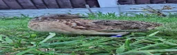 Quail poultry for sale: 🐣 Live Coturnix Jumbo Quail for Sale 🐣 - Advert 5