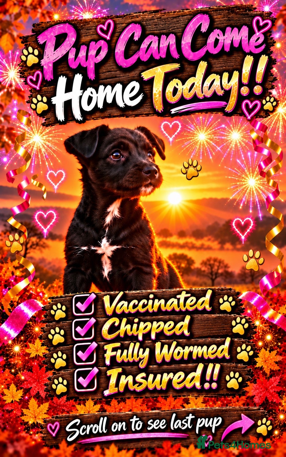 Patterdale Terrier dogs Stunning black Patterdale puppies  - Advert 11