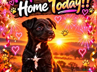 Patterdale Terrier dogs Stunning black Patterdale puppies - Advert 11