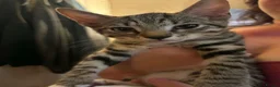 Mixed Breed cats for sale: Tabby torty cross in Derby - Advert 22