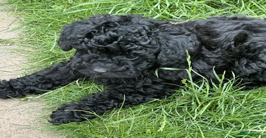 Toy Poodle dogs - Advert 16