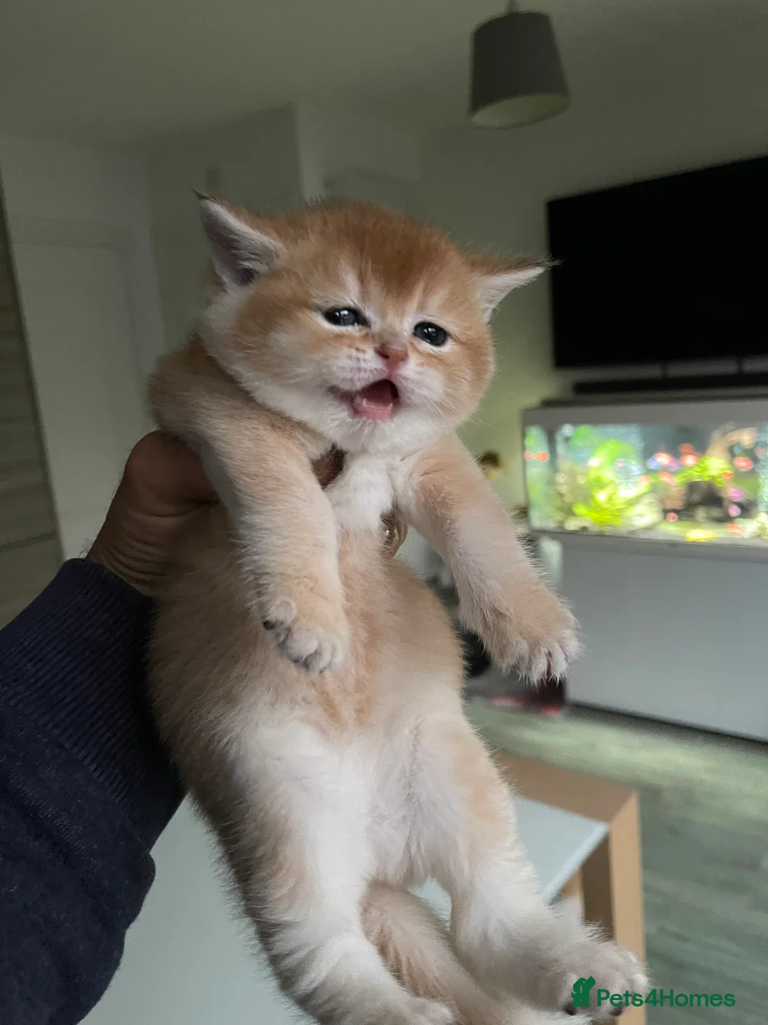 Scottish Fold cats for sale: SALE ! LUXURY GOLDEN CHINCHILLA  SCOTTISH FOLD KIT - Advert 6