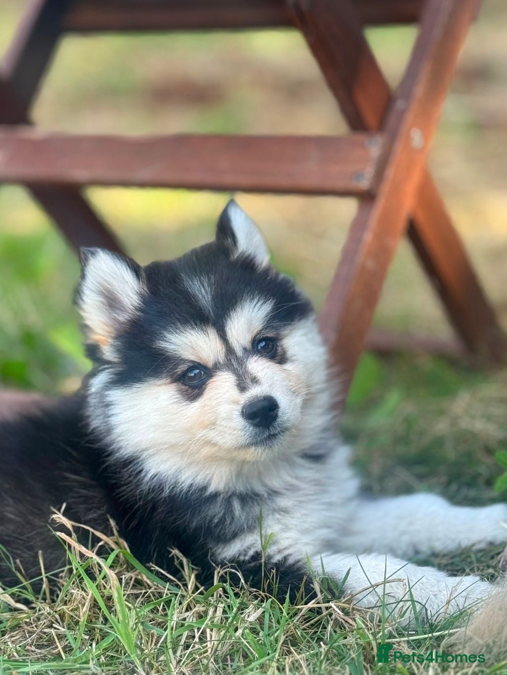 Pomsky dogs Just 3 pups left- 2 girls and 1 boy, F4 Pomskys - Advert 5