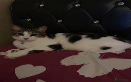 British Shorthair cats for sale: Male Adult Cat ready to be rehomed!  in London - Image 3