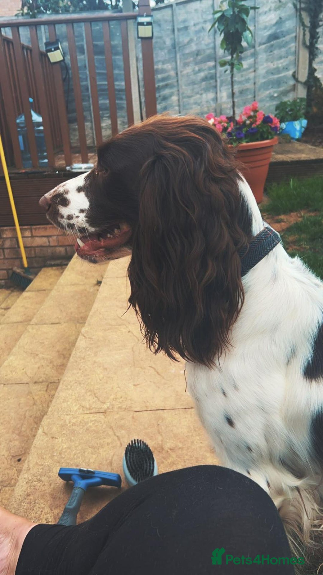 English Springer Spaniel dogs for sale: KC English Springer Spaniel Pups  - Advert 2