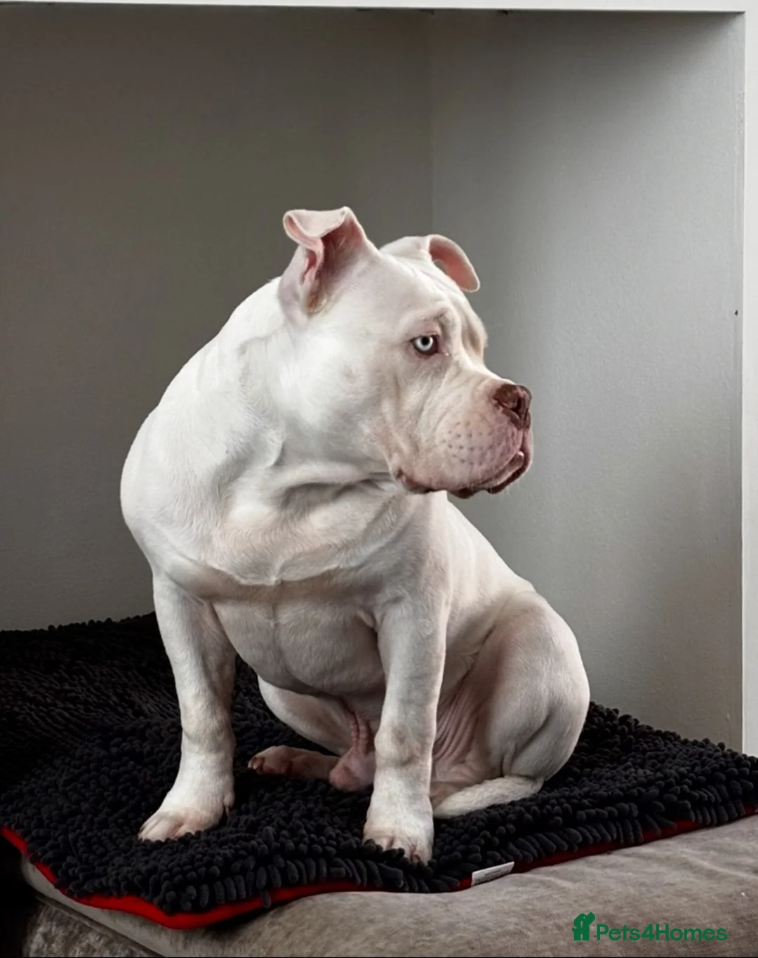 American Bully dogs for sale: American pocket bully (Dodger) - Advert 8