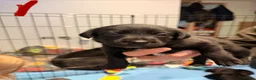Borador dogs for sale: Borador puppies for sale - Advert 10