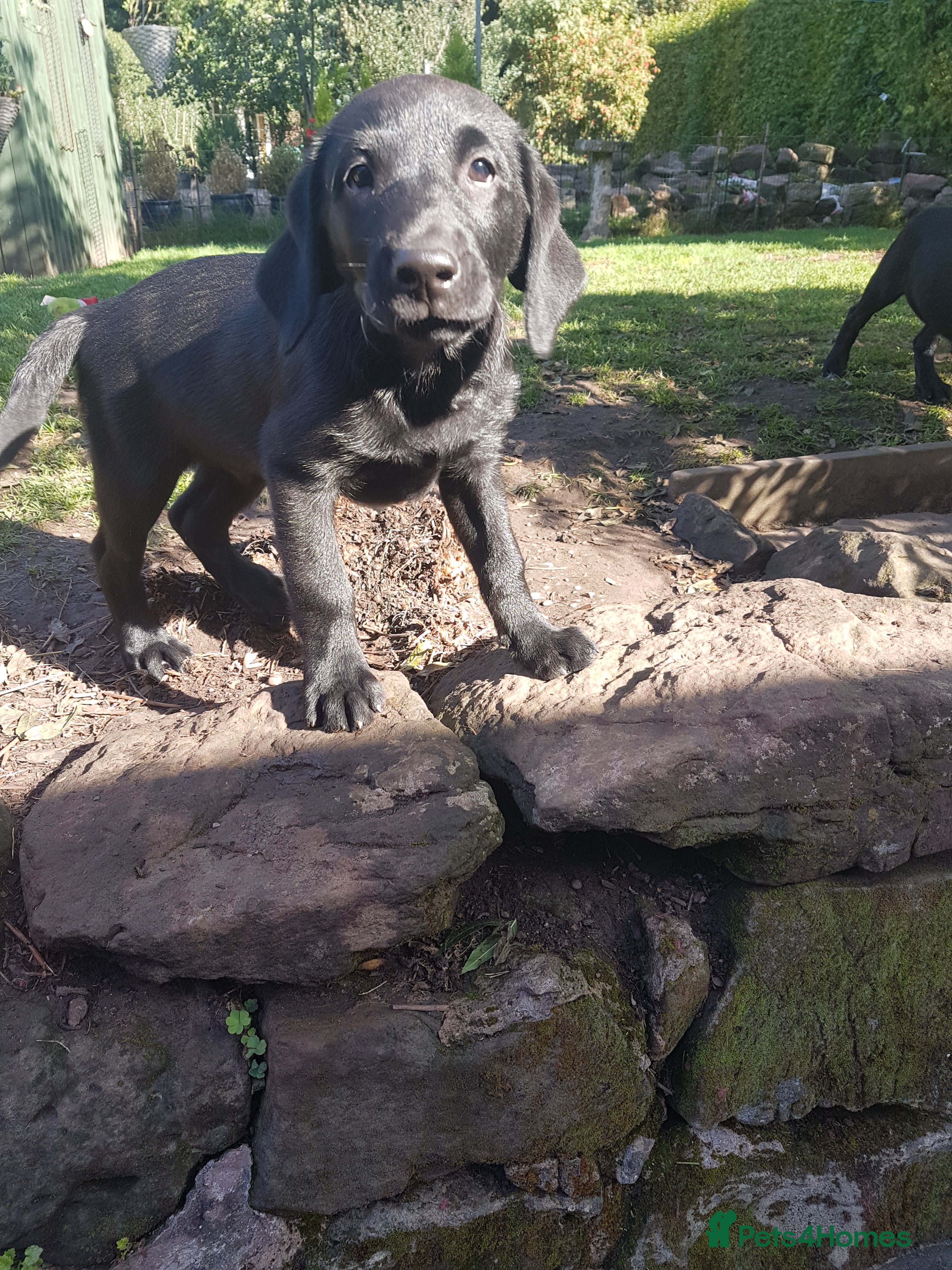 Labrador Retriever dogs Adorable KC Reg Labrador puppies  - Advert 2