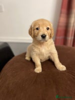 Golden Retriever dogs golden retrievers health certificated puppies - Advert 7