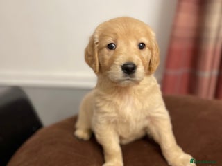 Golden Retriever dogs Rare & wonderful petite golden retrievers - Advert 3
