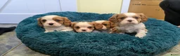 Cavalier King Charles Spaniel dogs for sale: Cavalier king Charles puppies  - Advert 9
