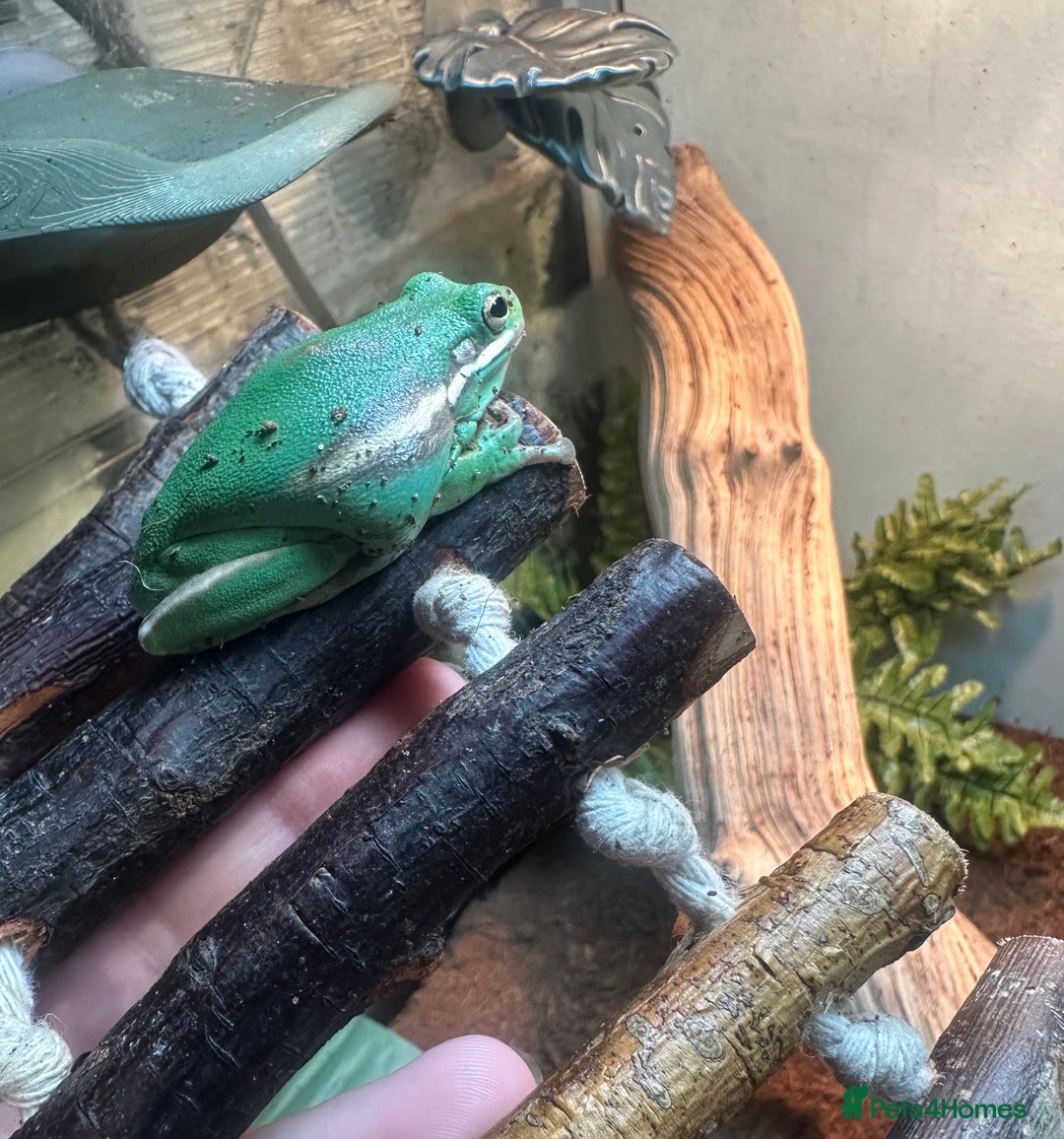 Frog reptiles for sale: American Green Tree Frog  - Advert 1