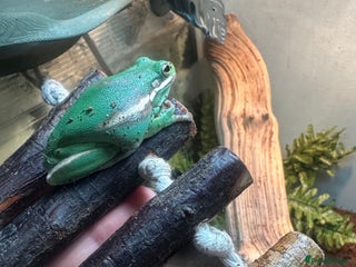 Frog reptiles American Green Tree Frog - Advert 2