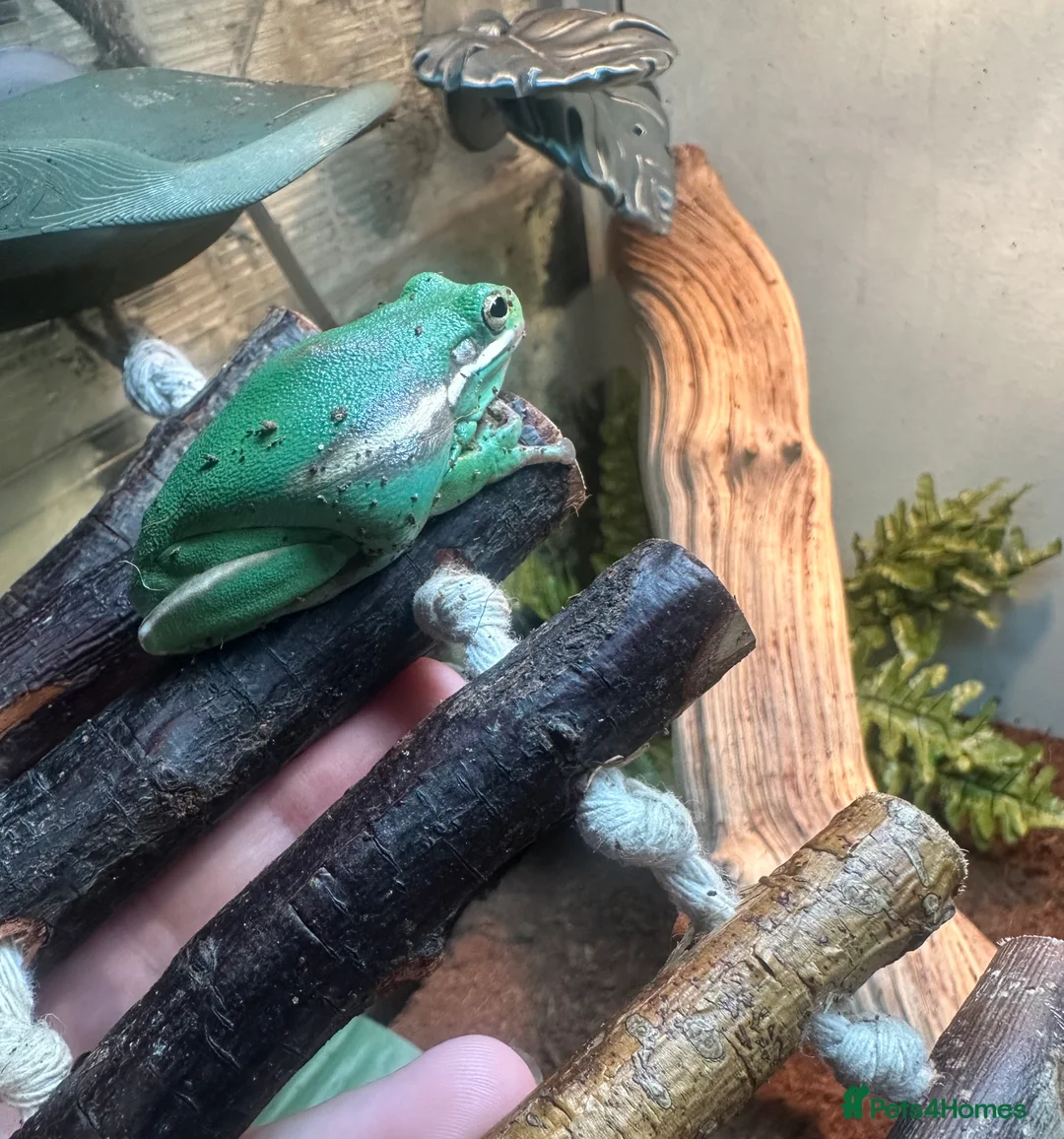 Frog reptiles for sale: American Green Tree Frog With Enclosure  - Advert 3